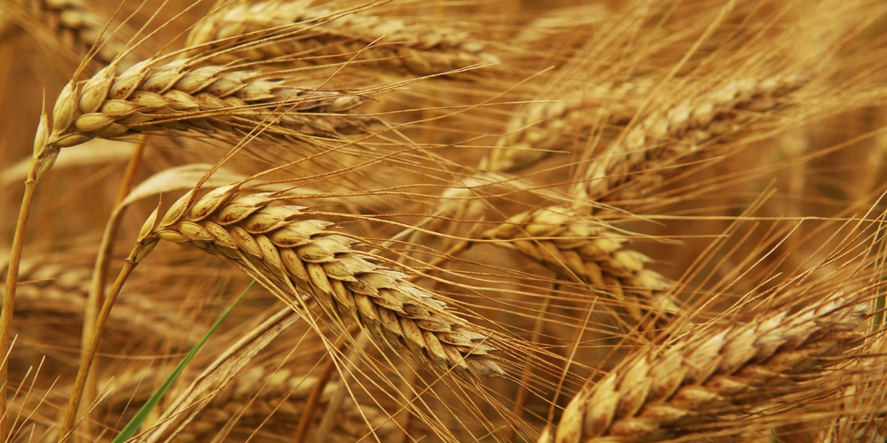 Golden wheat growing in a farm field, closeup on ears